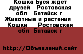 Кошка Буся ждет друзей - Ростовская обл., Батайск г. Животные и растения » Кошки   . Ростовская обл.,Батайск г.